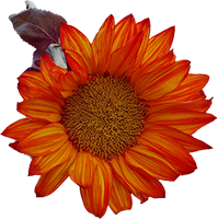 a thanksgiving flower